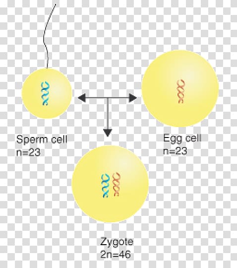 Zygote Célula diploide Sperm Ploidy Cell, others transparent background PNG clipart