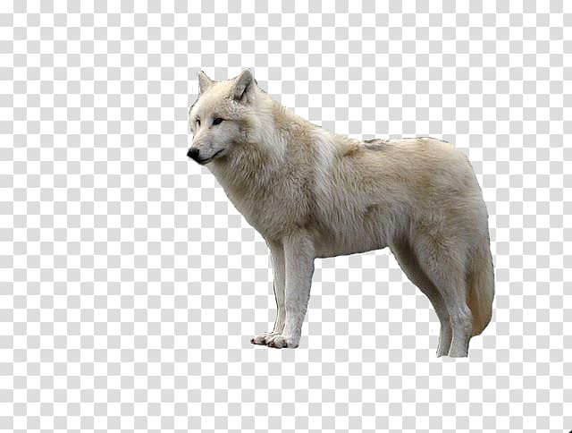 Computer Icons Arctic wolf , lObo transparent background PNG clipart