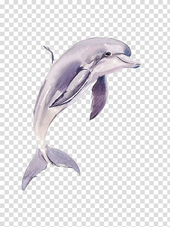 Common bottlenose dolphin Short-beaked common dolphin Tucuxi Porpoise, dolphin transparent background PNG clipart