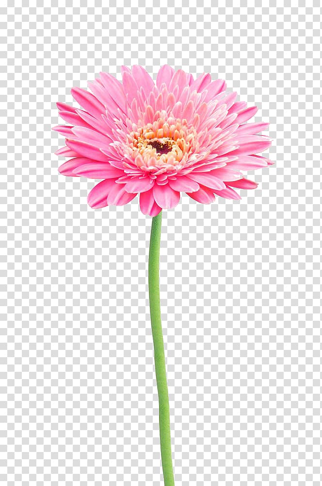 pink gerbera daisy flower, Flower Gerbera jamesonii Common daisy, Pink gerbera transparent background PNG clipart