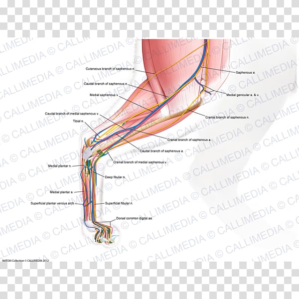 Cat Finger Muscle Human leg Human body, Cat transparent background PNG clipart