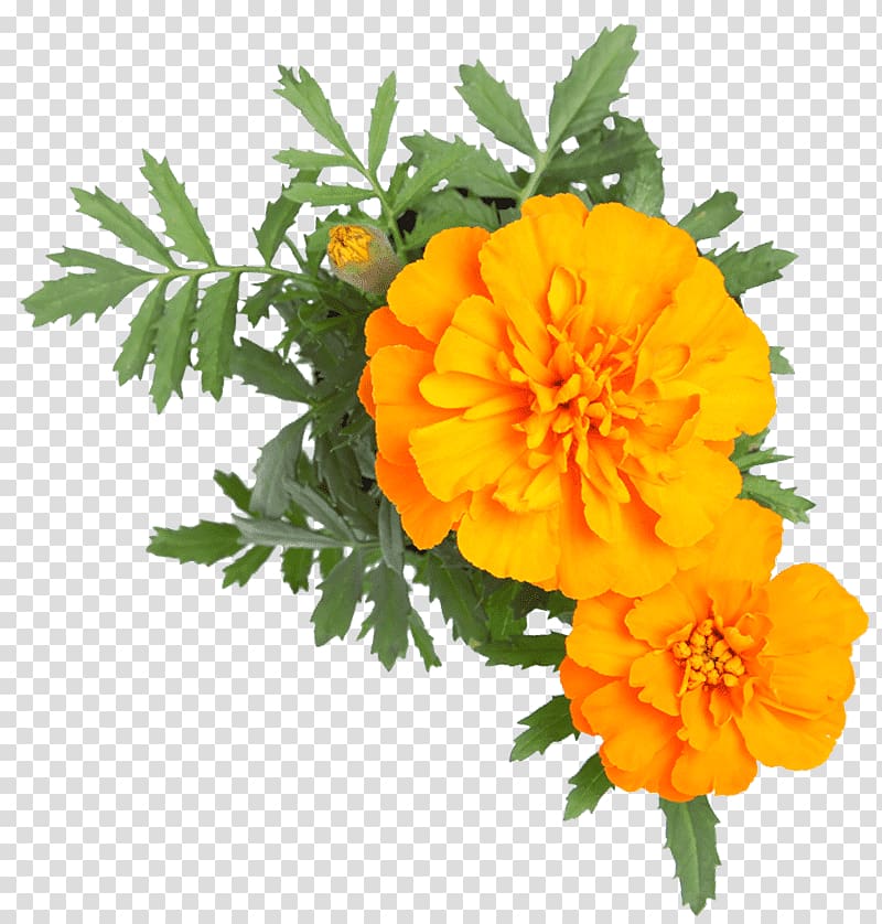 Cut flowers i English marigold, orange romantic flowers transparent background PNG clipart