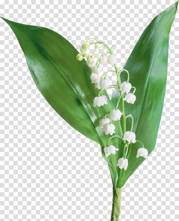 The Lily of the Valley Flower, lily of the valley transparent background PNG clipart