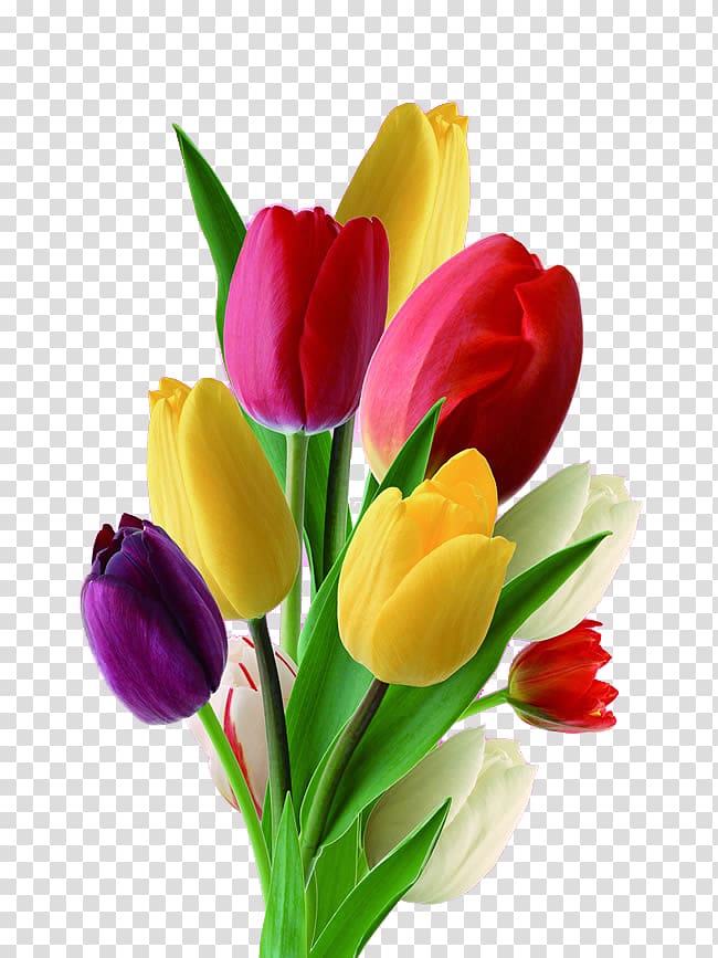red, purple, yellow, and white tulip flowers art, Netherlands Tulip Flower Nosegay, Multicolor tulips transparent background PNG clipart