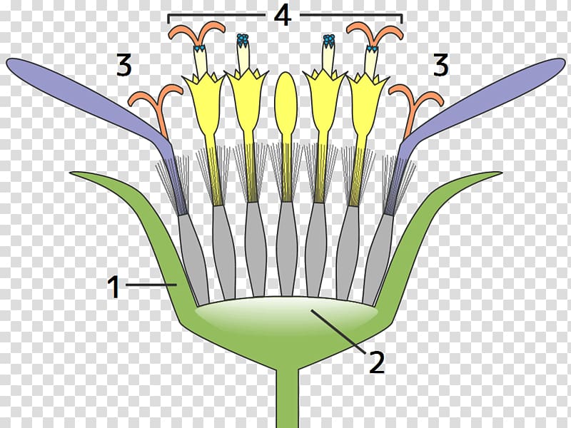 Daisy family Head Common sunflower Silver ragwort, flower transparent background PNG clipart