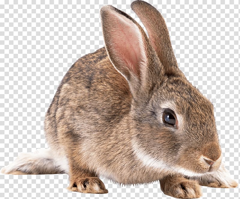 European rabbit , Gray Rabbit transparent background PNG clipart