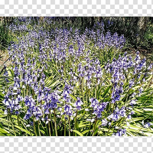 English lavender Hyacinth, bluebells transparent background PNG clipart