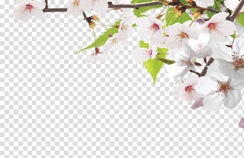 Google Search engine Cherry blossom, Simple Peach Dream transparent background PNG clipart