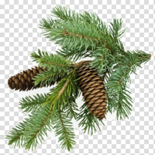 Conifer cone Tree Conifers Evergreen Pine oil, tree transparent background PNG clipart