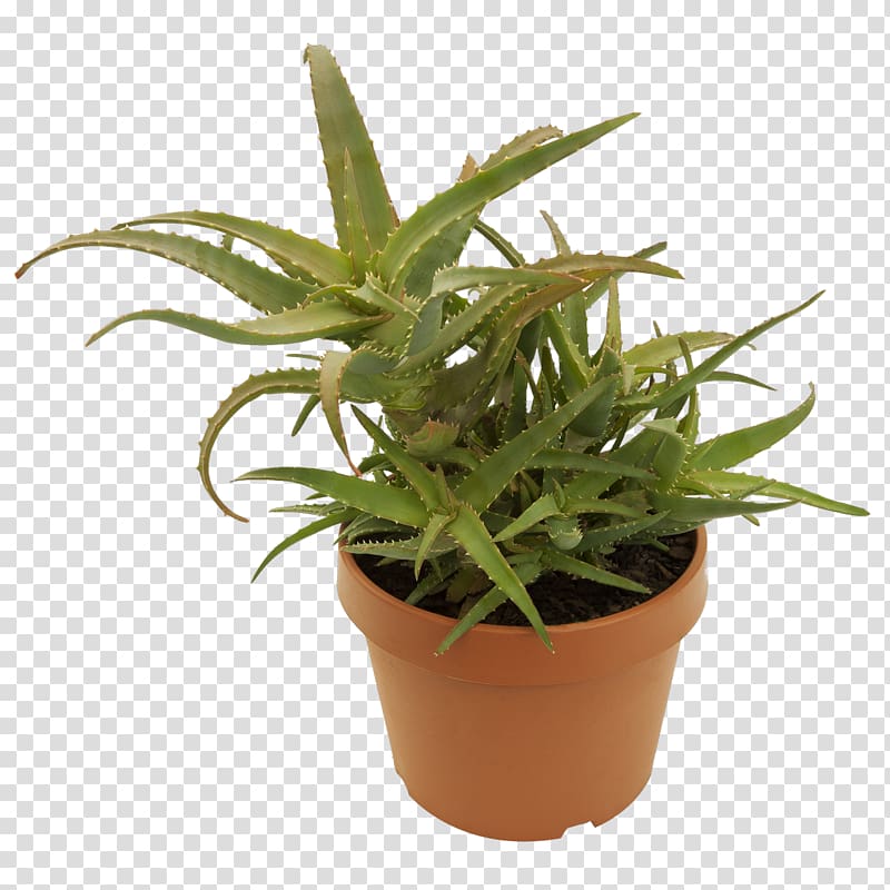 Aloe vera Aloe arborescens Rasteniyamarket.rf Houseplant, aloe transparent background PNG clipart