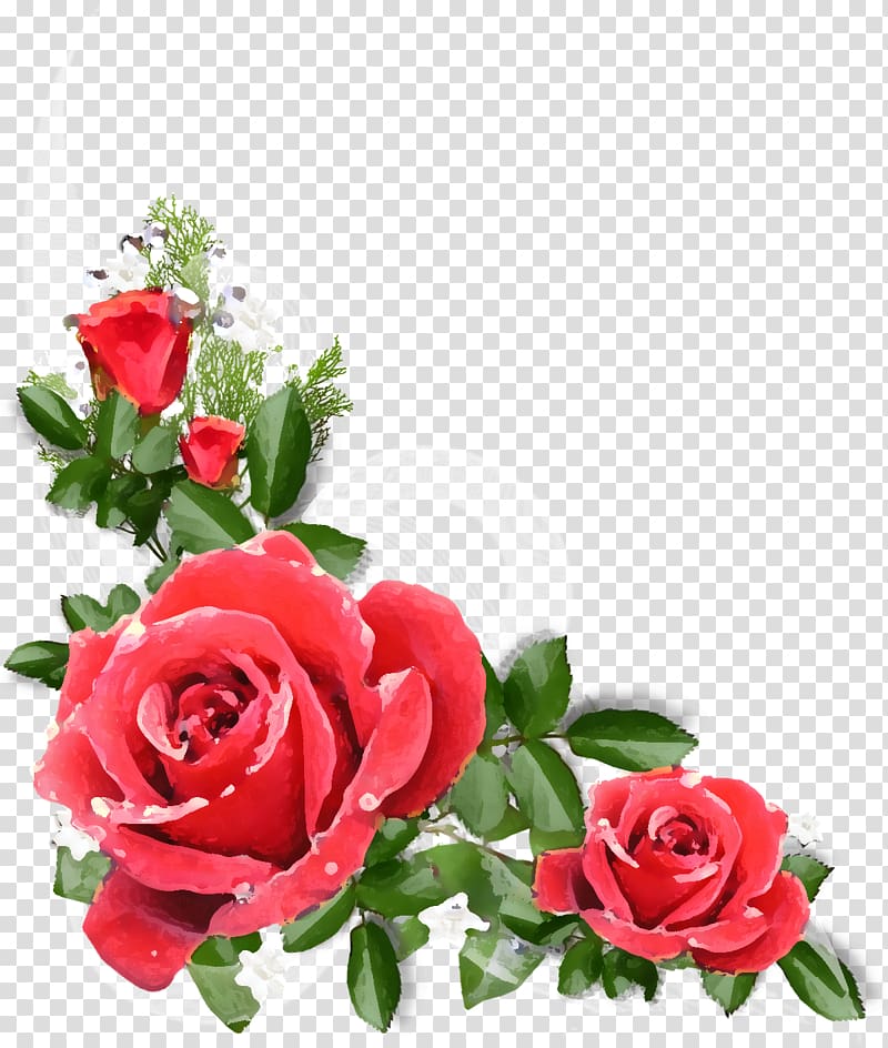 Garden roses Cabbage rose Floribunda Flower Floral design, flower transparent background PNG clipart