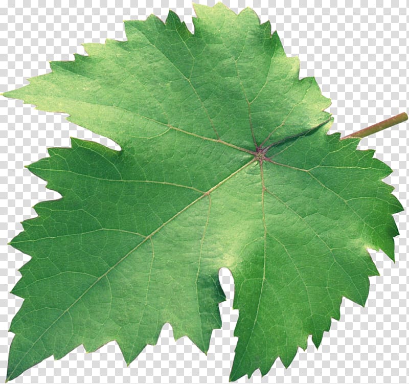 Grapevines Grape leaves Plane trees Leaf, green leaves transparent background PNG clipart