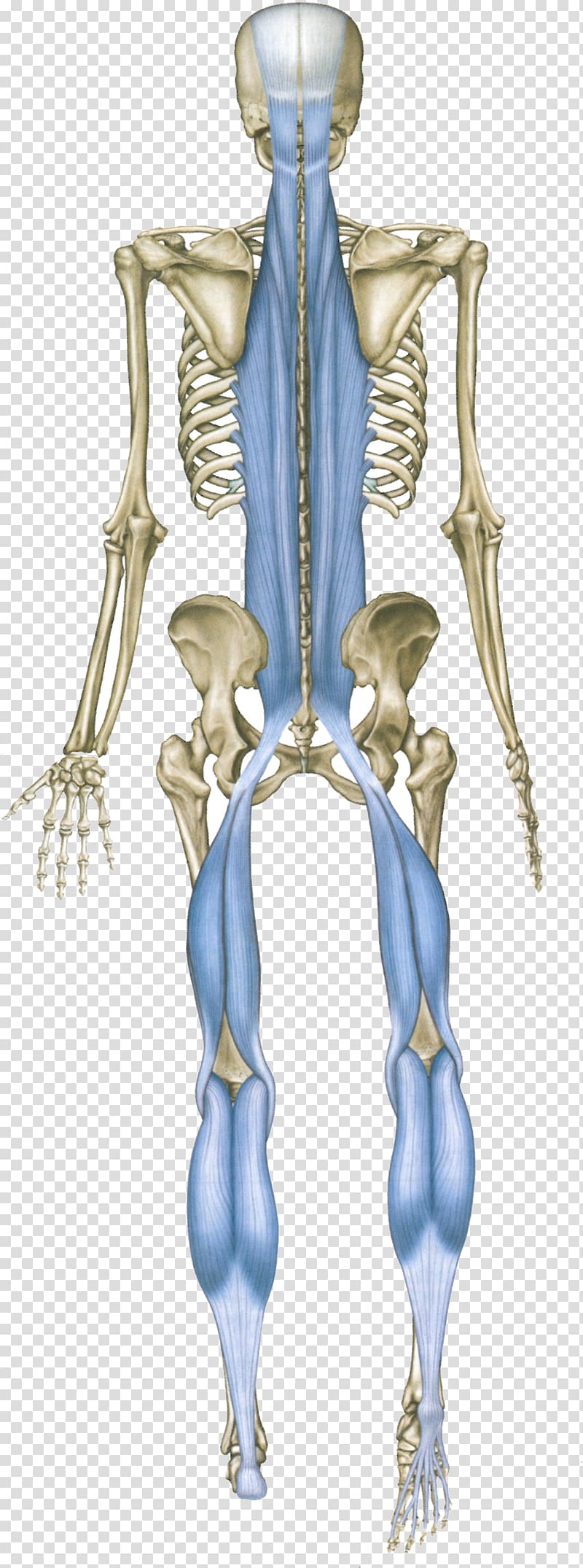 Anatomy Trains: Myofascial Meridians for Manual and Movement Therapists Human back Sole Human body, others transparent background PNG clipart