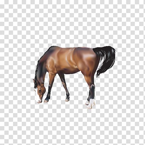Horse , Grazing horses transparent background PNG clipart