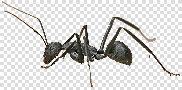 Ant colony Insect Camponotus herculeanus Formicarium, worker ants transparent background PNG clipart