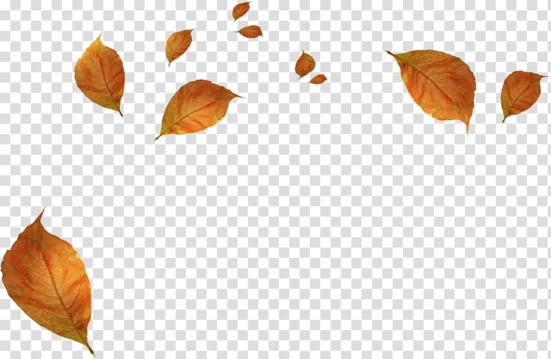 falling brown dried leaves, Leaf Autumn, Withered autumn leaves transparent background PNG clipart