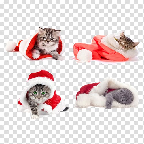 Siamese cat Kitten Santa Claus Christmas , Christmas cat wearing clothes transparent background PNG clipart
