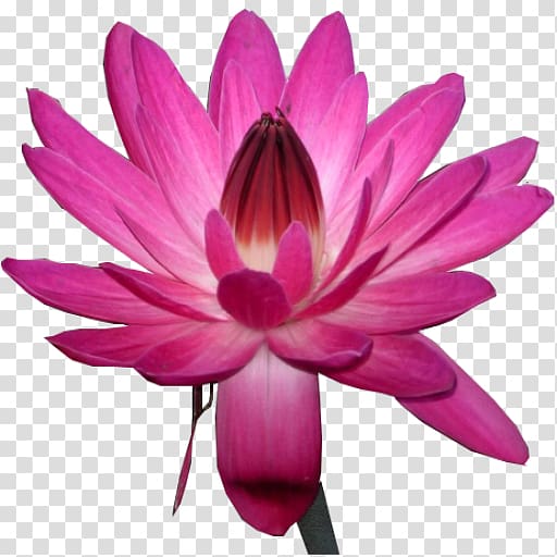 Water lily Nelumbo nucifera Pink , waterlily transparent background PNG clipart