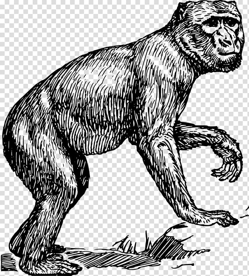 Primate Chimpanzee Barbary macaque Monkey , monkey transparent background PNG clipart