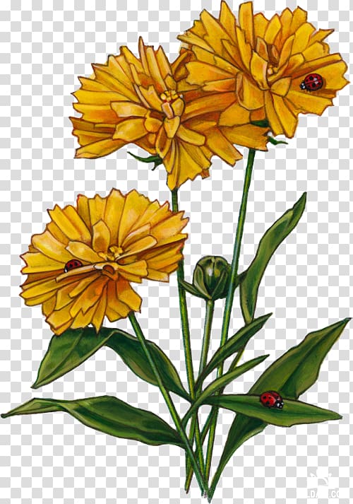Cut flowers Plant stem Pot marigold Petal, flower transparent background PNG clipart