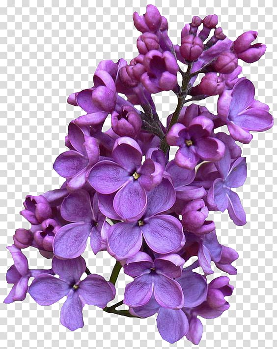 purple metal flower, Common lilac , Lilac transparent background PNG clipart