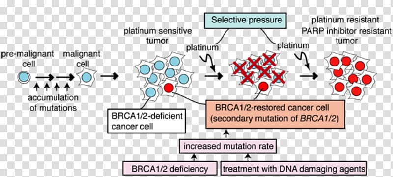 BRCA1 Cancer Cisplatin BRCA mutation Therapy, cartoon cancer cell transparent background PNG clipart