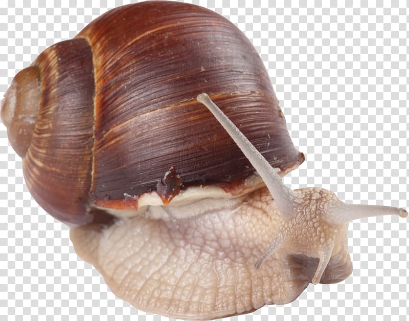 Snail Escargot Orthogastropoda Animal, Small animal snail material free to pull transparent background PNG clipart