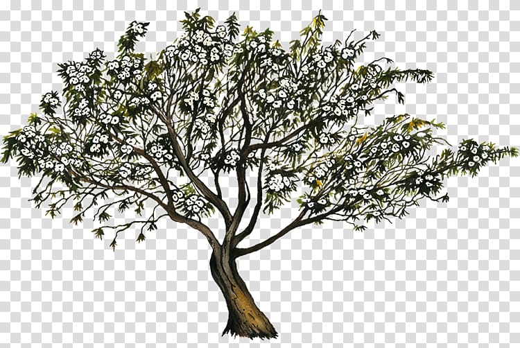 Ipomoea arborescens Description Tree Romantic comedy, flower album transparent background PNG clipart