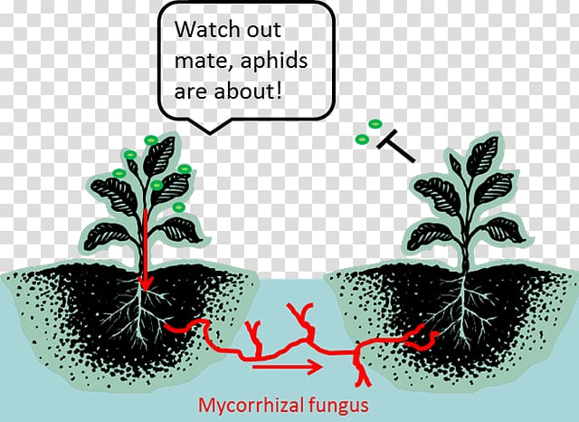 The Secret Life of Plants Botany Mycorrhiza Plant communication, tomato plant pests transparent background PNG clipart