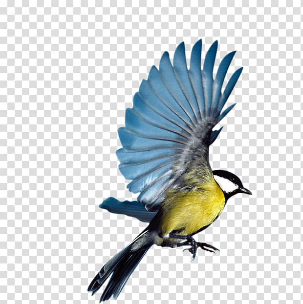 blue and yellow bird illustration, Bird Eurasian Magpie Flight Parrot, Blue birds fly transparent background PNG clipart