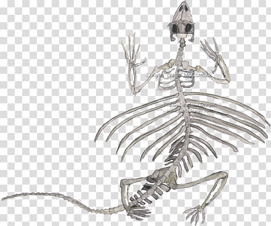 Lizard Reptile Human skeleton Draco volans, lizard transparent background PNG clipart