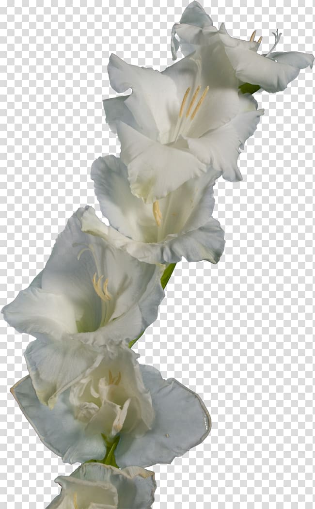 Gladiolus Cut flowers Iridaceae, gladiolus transparent background PNG clipart