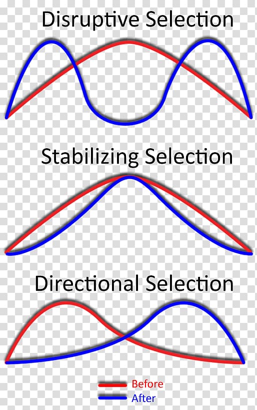 Stabilizing selection Directional selection Disruptive selection Natural selection Phenotype, bear no buckle diagram transparent background PNG clipart