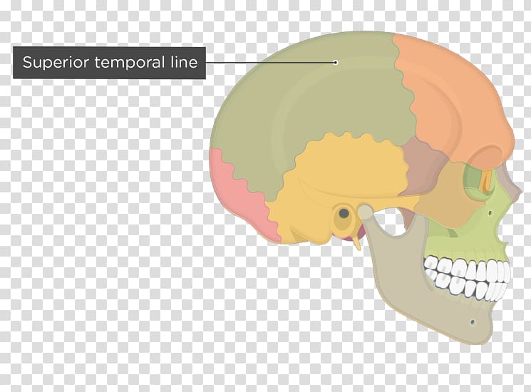 Temporal line Parietal bone Skull Temporal bone Zygomatic bone, skull transparent background PNG clipart