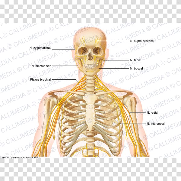 Nerve Thorax Abdomen Anatomy Pelvis, others transparent background PNG clipart