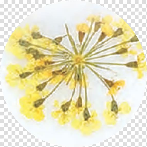 Flower Mustard, flower transparent background PNG clipart