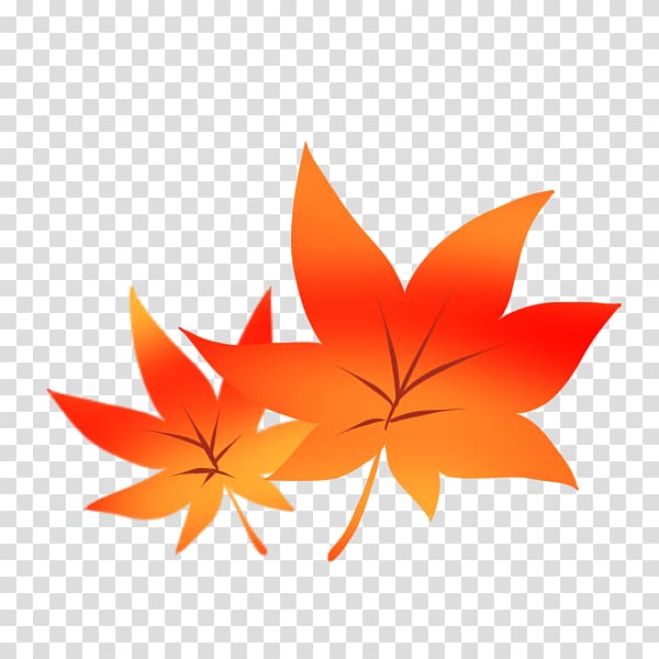 Autumn leaf color Wii U Tourism Maidenhair tree, transparent background PNG clipart