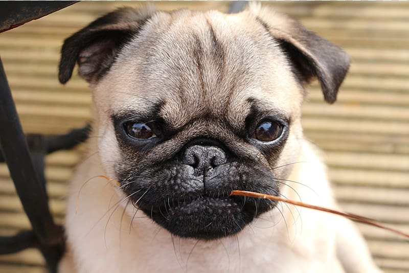 Japanese store chin pug