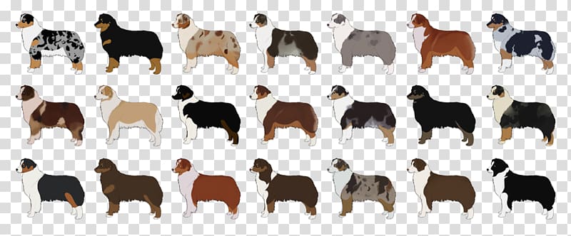 Australian Shepherd Miniature American Shepherd German Shepherd Border Collie Rough Collie, shepherd transparent background PNG clipart