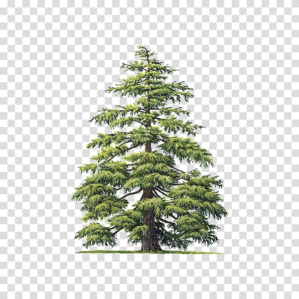 Cedrus atlantica Deodar cedar Atlas Mountains Cedrus libani Tree, tree transparent background PNG clipart