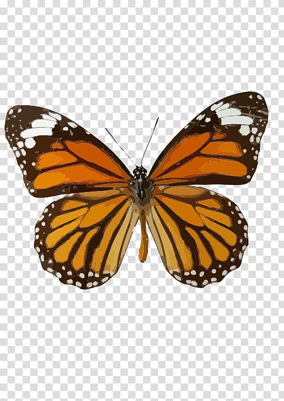Monarch butterfly Insect Danaus genutia Butterfly weed, the most beautiful sunset red transparent background PNG clipart