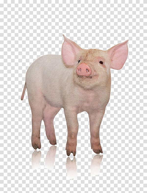 gray pig, Danish Landrace pig Pork Live, The head of the pig transparent background PNG clipart