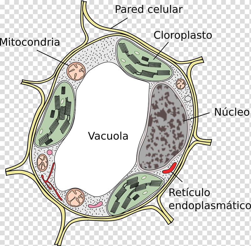 Plant cell Vacuole Cèl·lula eucariota, plant transparent background PNG clipart