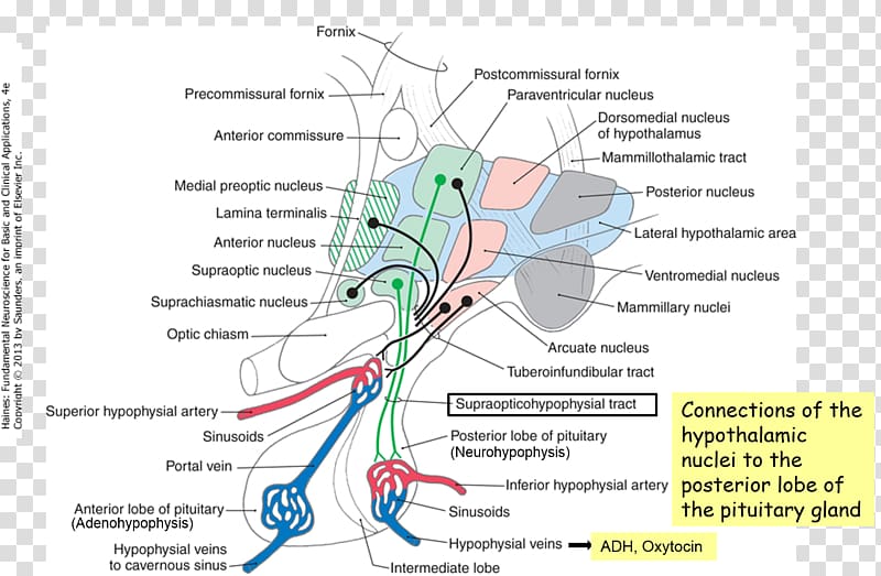 Anatomy Physiology Neuroscience Hypothalamus Organ, Oxytocin transparent background PNG clipart