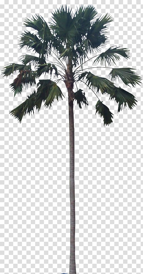 Asian palmyra palm Babassu Palm trees Plants, ikea balcony plants transparent background PNG clipart