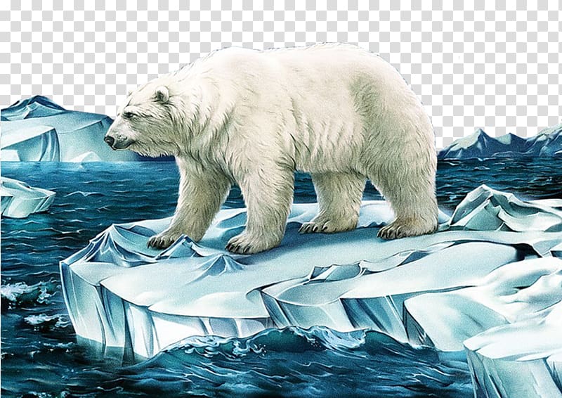 Polar bear Illustrator Illustration, Polar bear transparent background PNG clipart