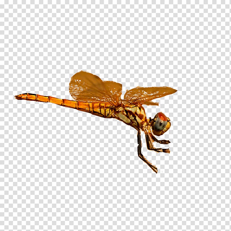 Dragonfly Pterygota, Yellow dragonfly transparent background PNG clipart