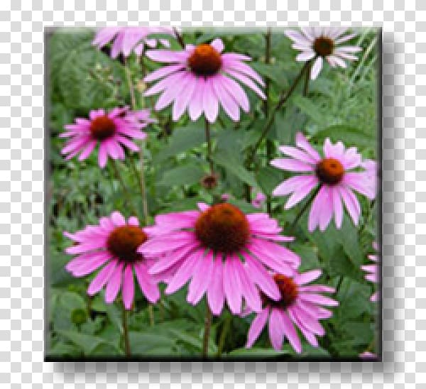 Aloe vera Purple coneflower Annual plant The Pollinator Pathway, plant transparent background PNG clipart