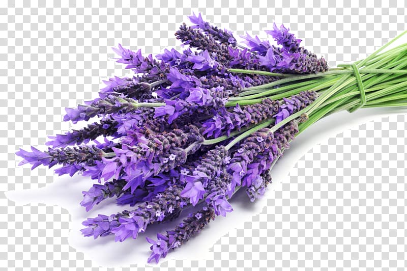 Aroma compound Lavender Odor Aromatherapy Perfume, perfume transparent background PNG clipart