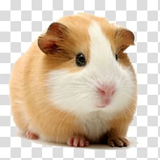 hamsters transparent background PNG clipart